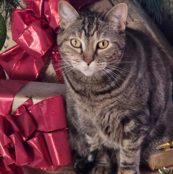 Meet your Posher, Cajun - Picture 15 of 16